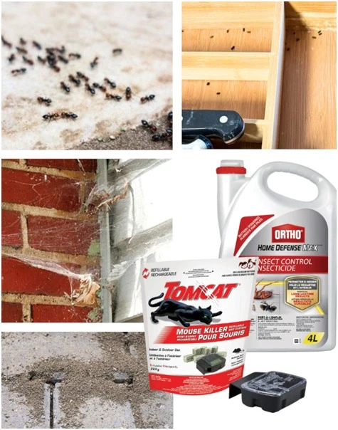 5 Ways to Keep Pests Out of Your Shed and Garage