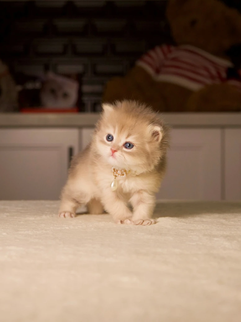 Royal Bloodlines in the North: Raising British Kittens with Noble Standards