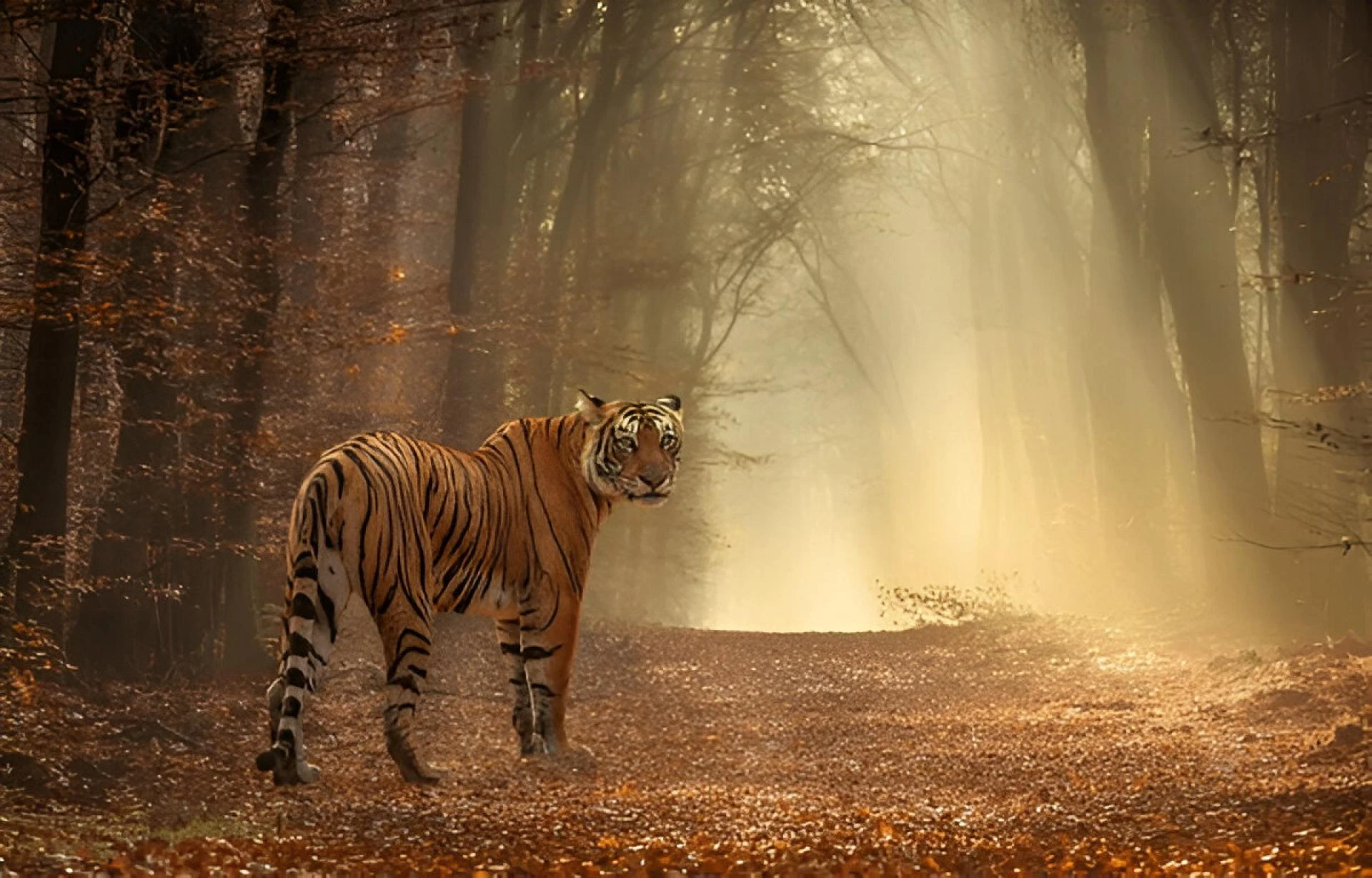Top 10 Must-Experience Eaze Tours Packages in India (And Why European Travelers Love Them)
