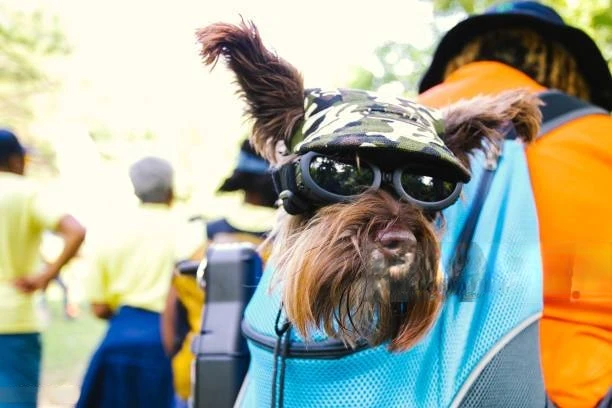 Keep Your Pup Close: The Smart Benefits of a Purse for Puppy