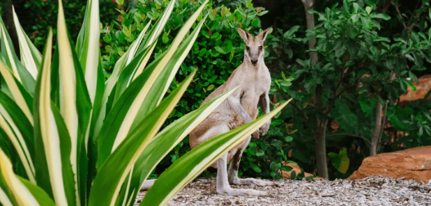 A Weekend Guide to Broome: Where to Stay, Eat, and Explore