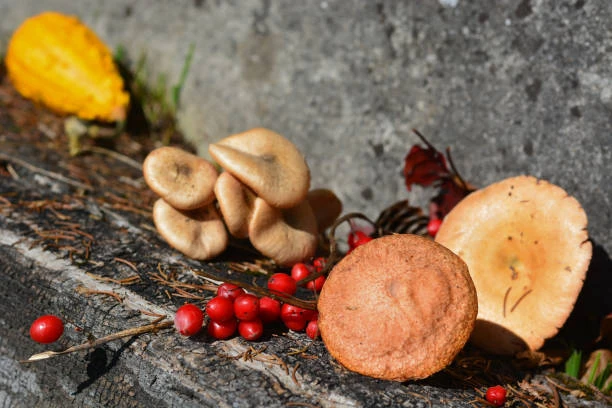 ππ Shrooms Delivery in Vancouver: Quick, Discreet & Reliable Service πΏβ¨