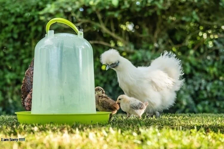  When Water Turns to Ice, Your Chickens Suffer
