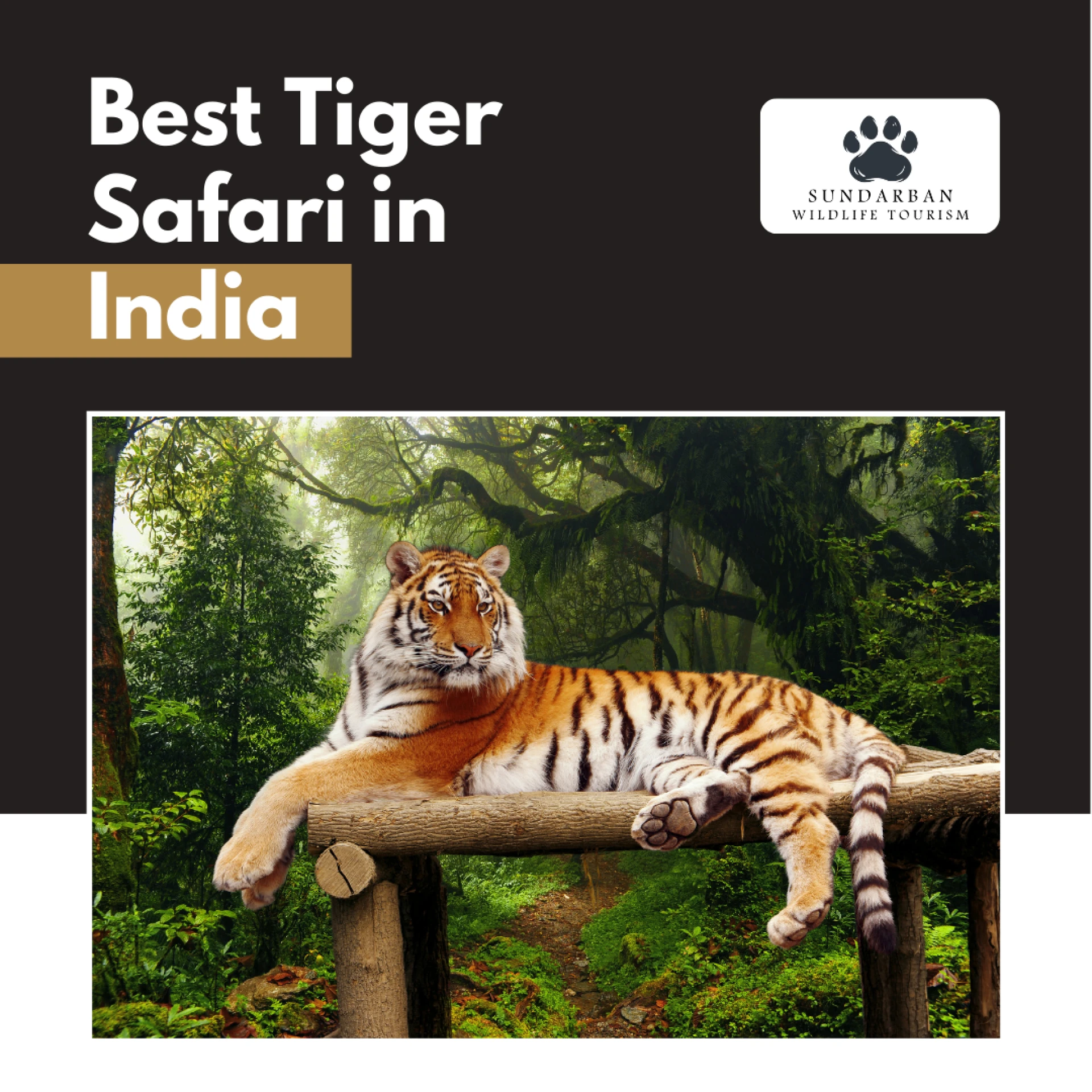 Are Tiger Safaris in India Safe for Families and Children