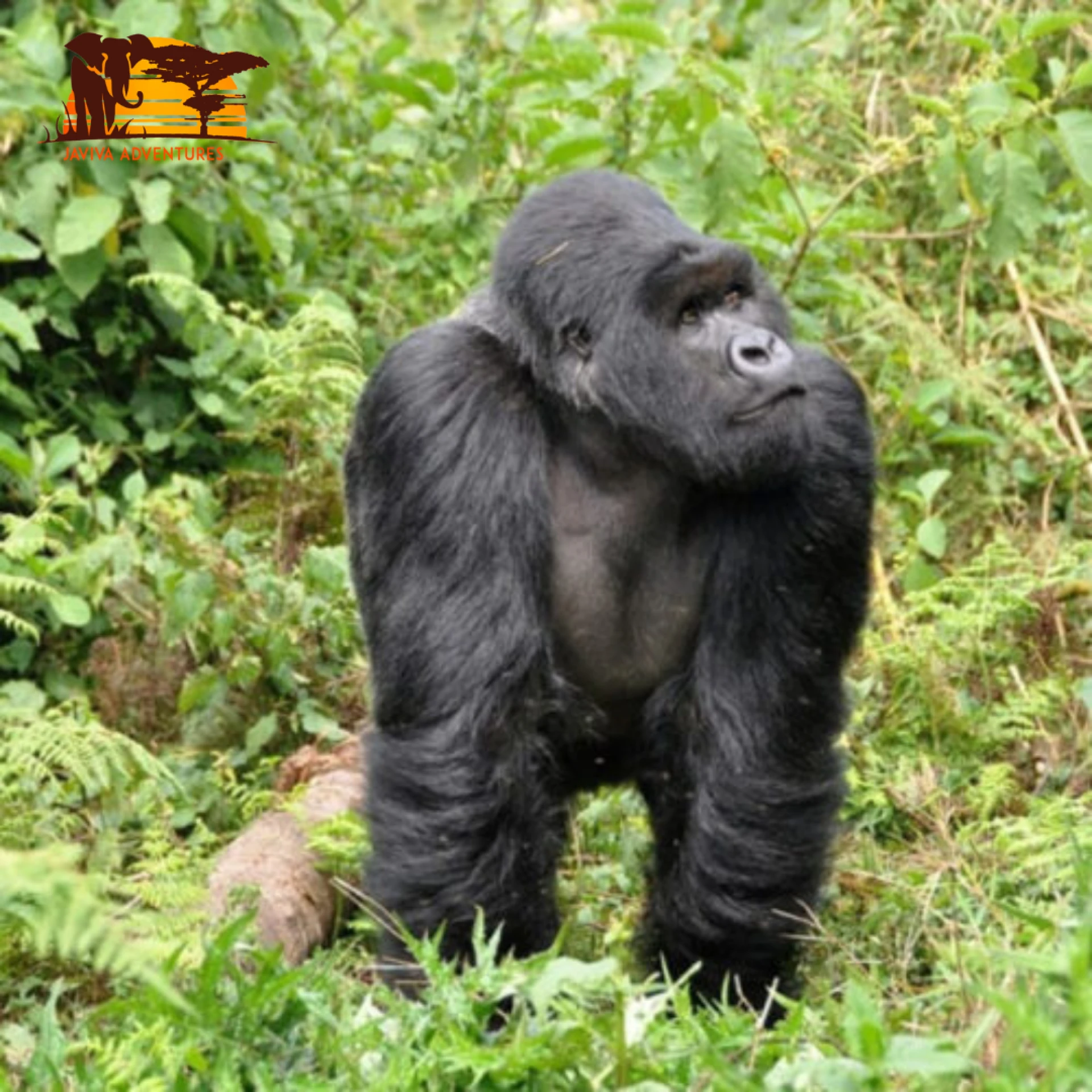 Kenya, Tanzania, or Uganda: Which Offers the Best Safari Experience?