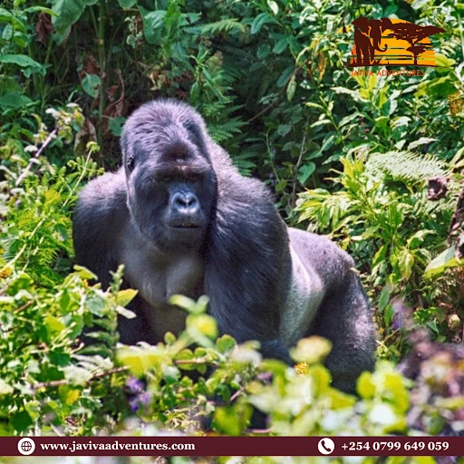 Kenya, Tanzania, or Uganda: Which Offers the Best Safari Experience?