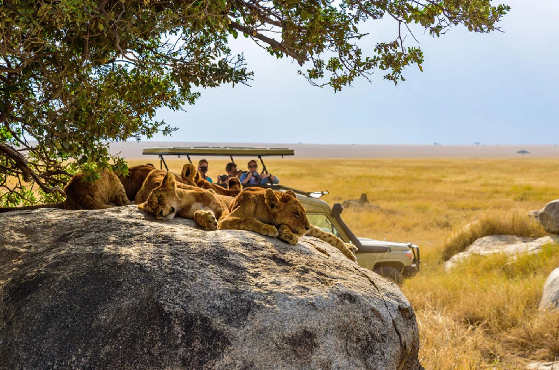  Experience South Africa’s Wild Beauty on a Kruger National Park SafariPost Title