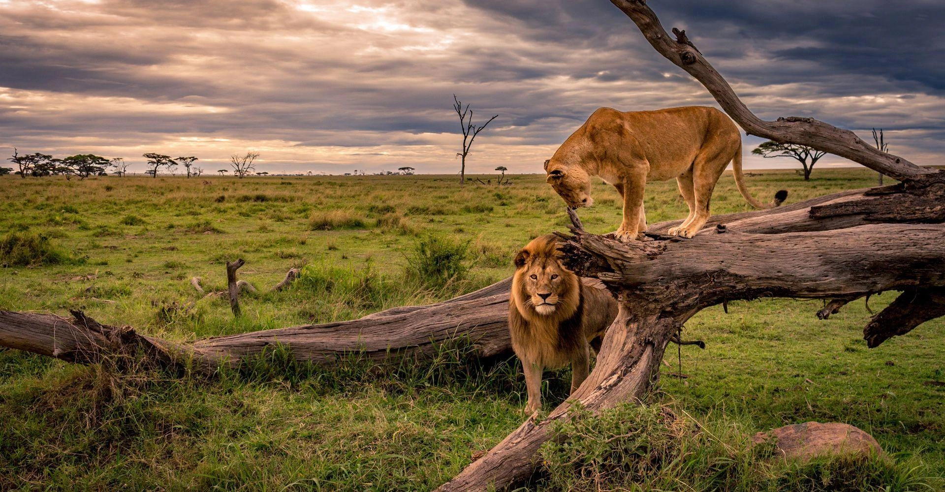  Experience South Africa’s Wild Beauty on a Kruger National Park SafariPost Title