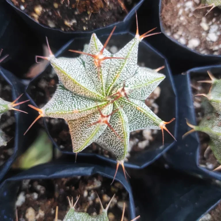 Create a Healthier Home with Indoor Plants That Thrive