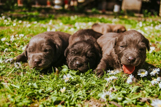 Why Puppies Thrive in Daycare: Socialization, Structure, and Stress Relief for New Pet Parents