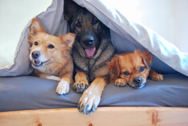 Why Puppies Thrive in Daycare: Socialization, Structure, and Stress Relief for New Pet Parents