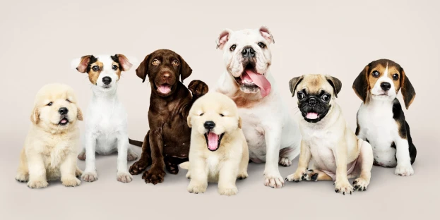 Why Puppies Thrive in Daycare: Socialization, Structure, and Stress Relief for New Pet Parents