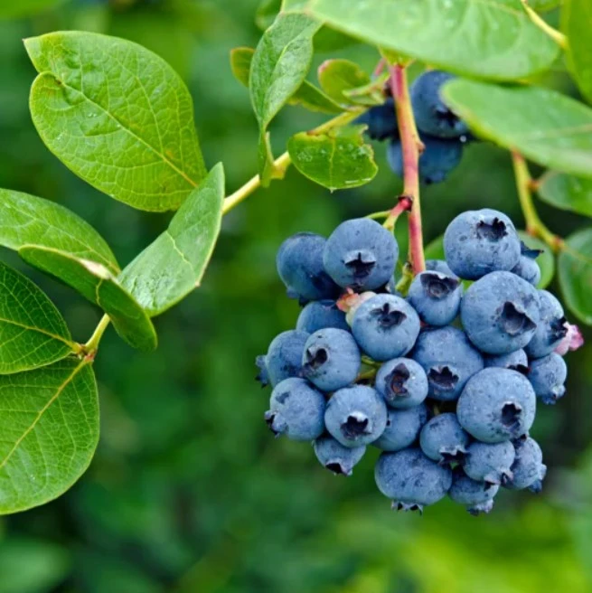 India’s Superfruit Revolution: Why Blueberries, Raspberries & Greenhouses Are the Future of Farming