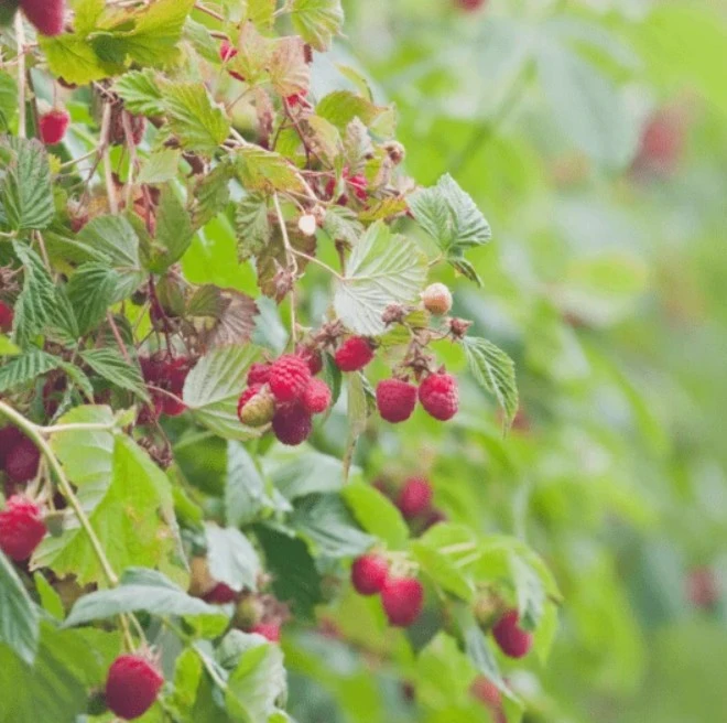 India’s Superfruit Revolution: Why Blueberries, Raspberries & Greenhouses Are the Future of Farming
