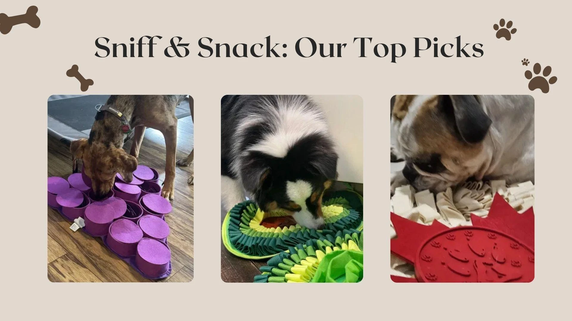 The Role of Canine Enrichment in Reducing Boredom and Anxiety in Dogs