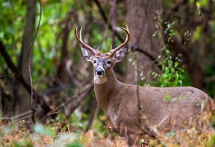 Industrial Laser Rangefinder Solutions