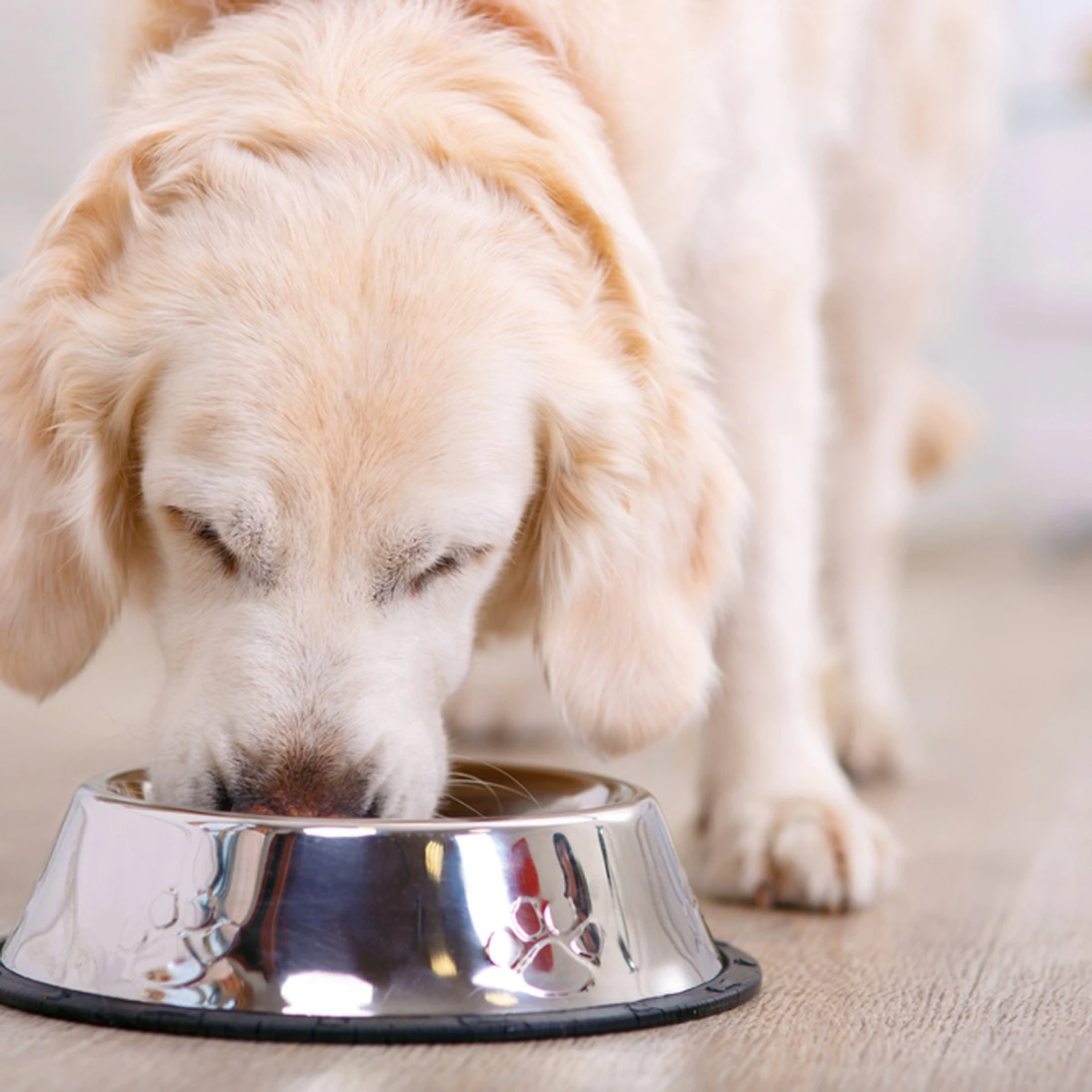 High energy dog food from Procan Dog Food transforms your dog’s performance