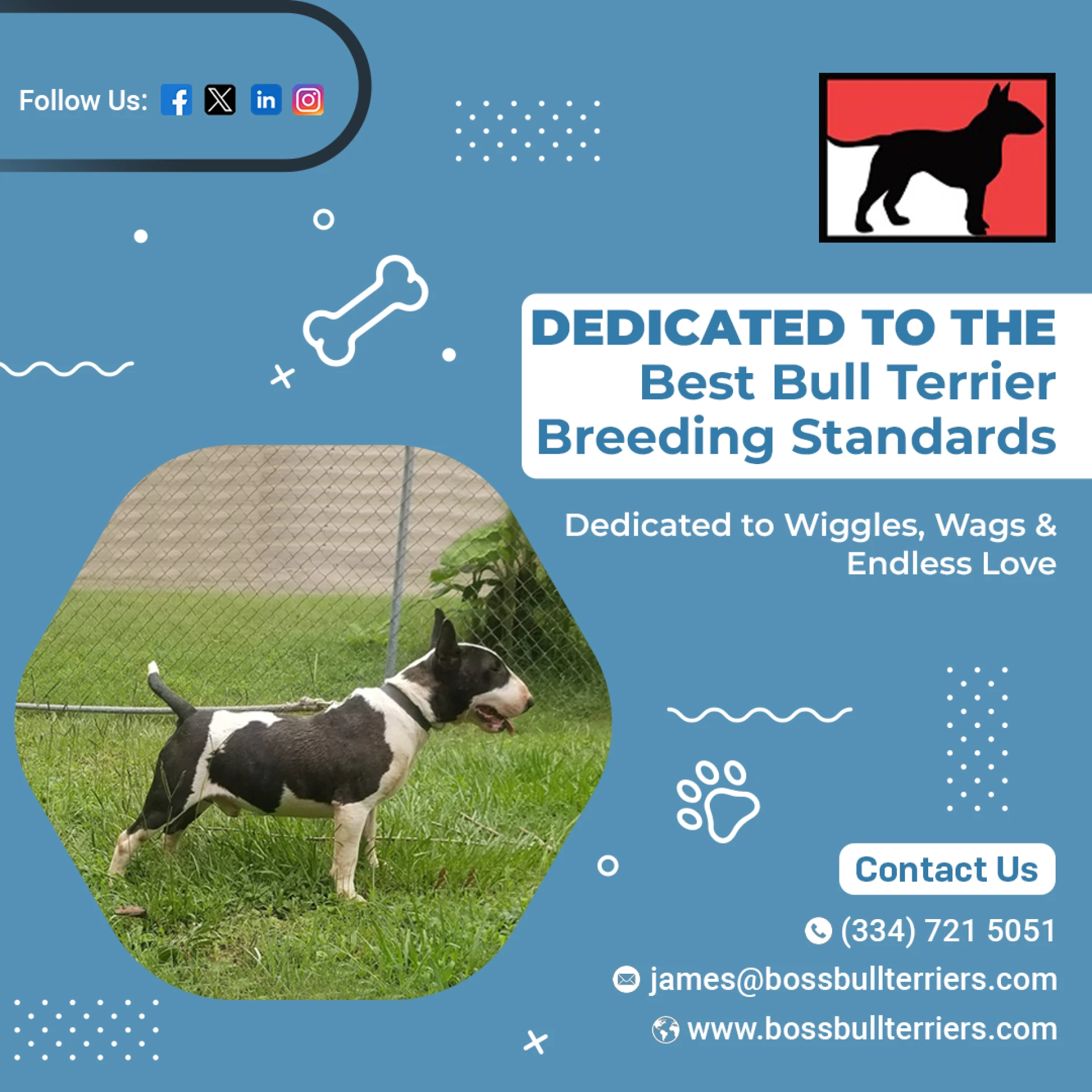 Understanding Red Bull Terriers and Bull Terriers: Traits, Care, and Breeding