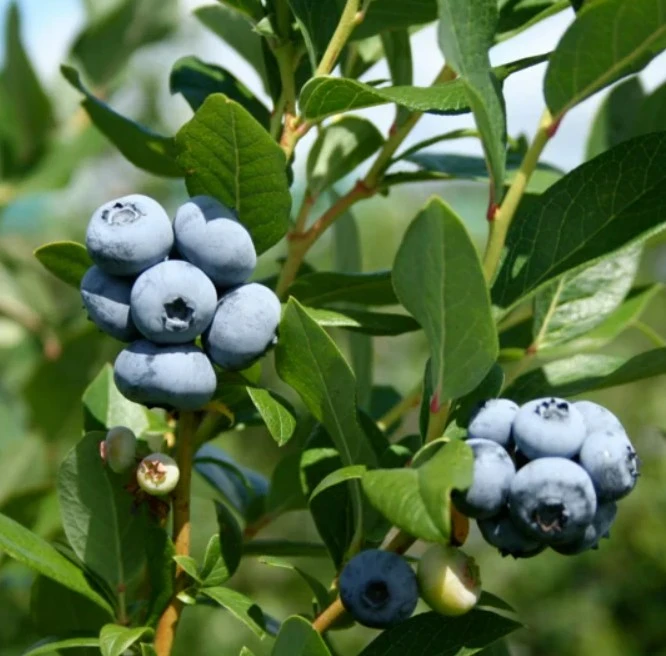 India's Climate-Resilient Farming Revolution: From Blueberries to Speed Breeding