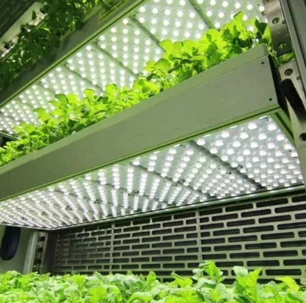 India's Climate-Resilient Farming Revolution: From Blueberries to Speed Breeding