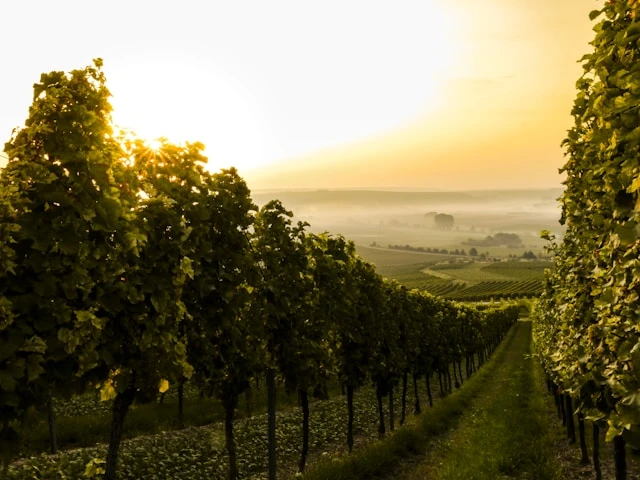 The Business of Boutique Wineries: Crafting a Story to Compete