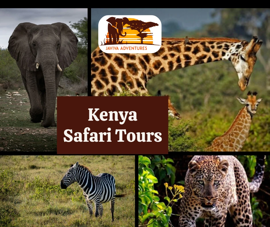 Here’s Why Personalized Kenya Safaris Outshine the Rest