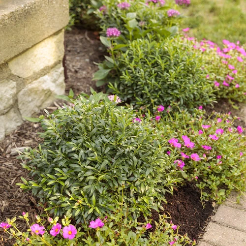 The Best Online Plant Nursery for Lush Greenery Delivered to Your Door