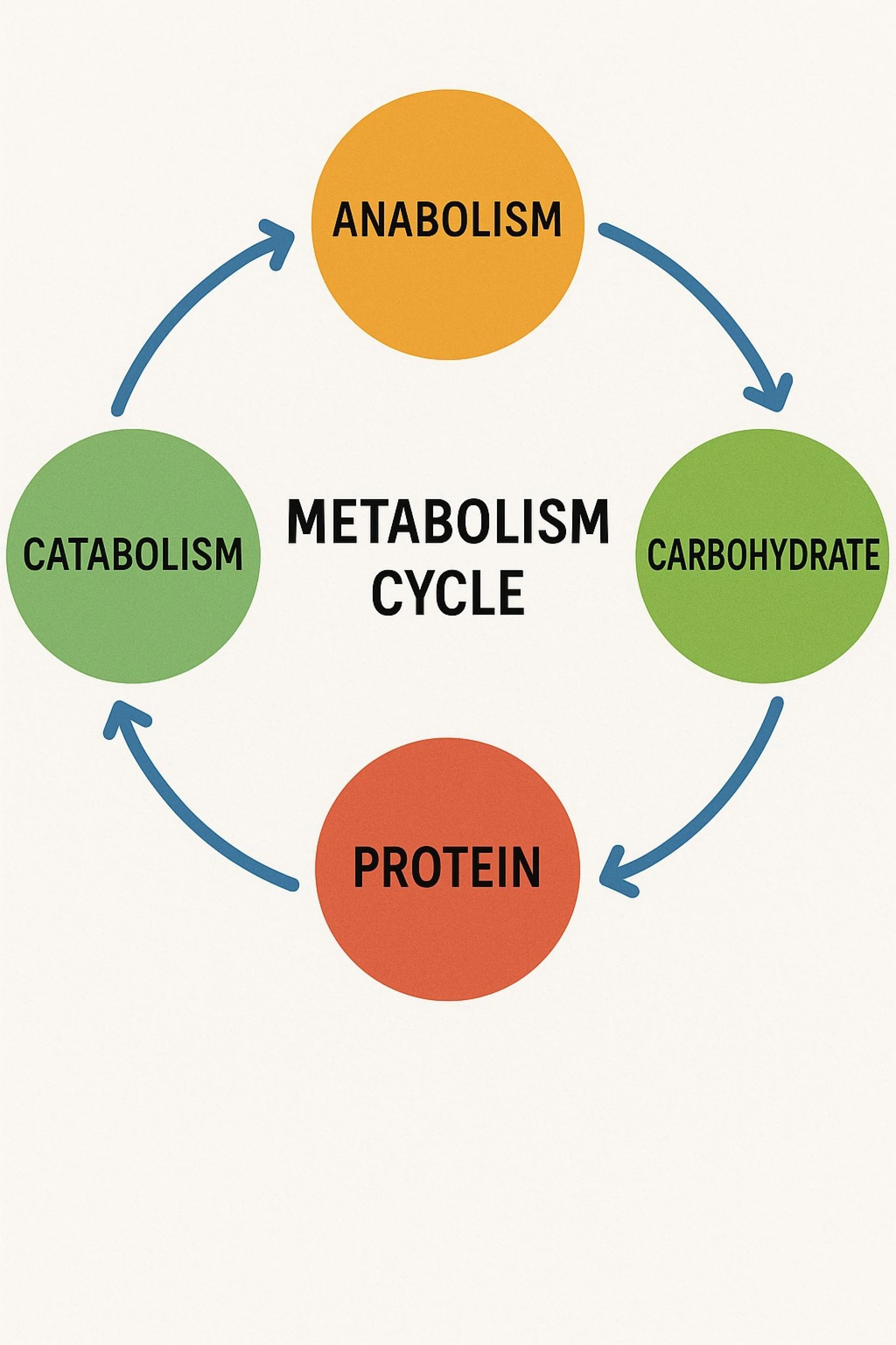 What is Metabolic Age: A Deep Dive into Your Body’s Inner Clock