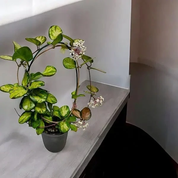 Discover the Charm of Hoya and Indoor Plants with Plantshub