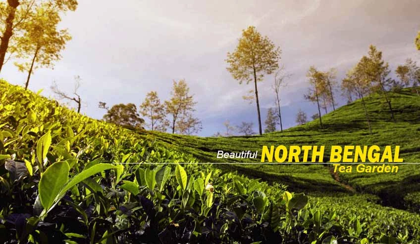 North Bengal Tour Packages: Explore the Best of Hills, Heritage & Forests