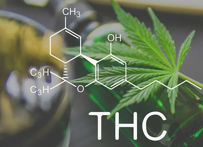 Sip Your Way to Bliss: Why THC Delta 9 Drinks Are the Future of Cannabis Enjoyment