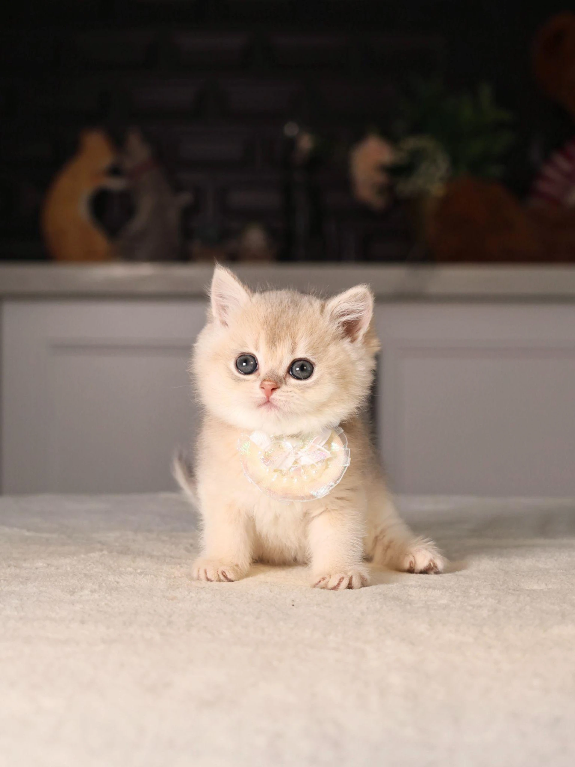 How to Choose the Right Breed for Your Lifestyle: Why British Cats Are the Loyal Companions You Didn’t Know You Needed