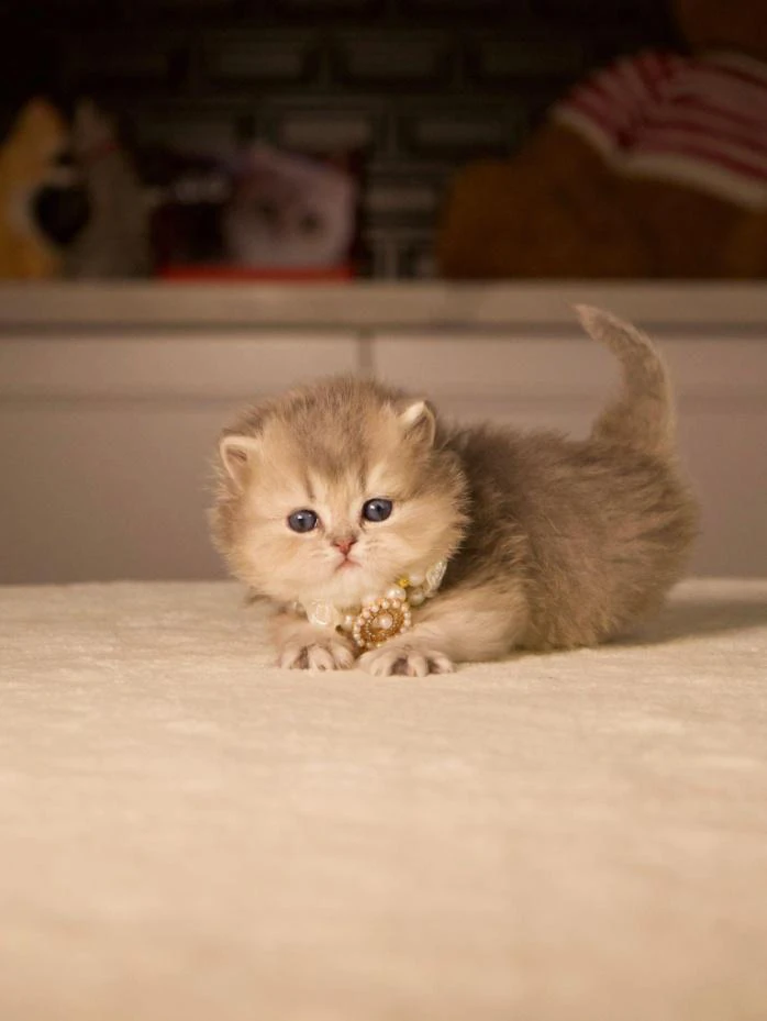 How to Choose the Right Breed for Your Lifestyle: Why British Cats Are the Loyal Companions You Didn’t Know You Needed