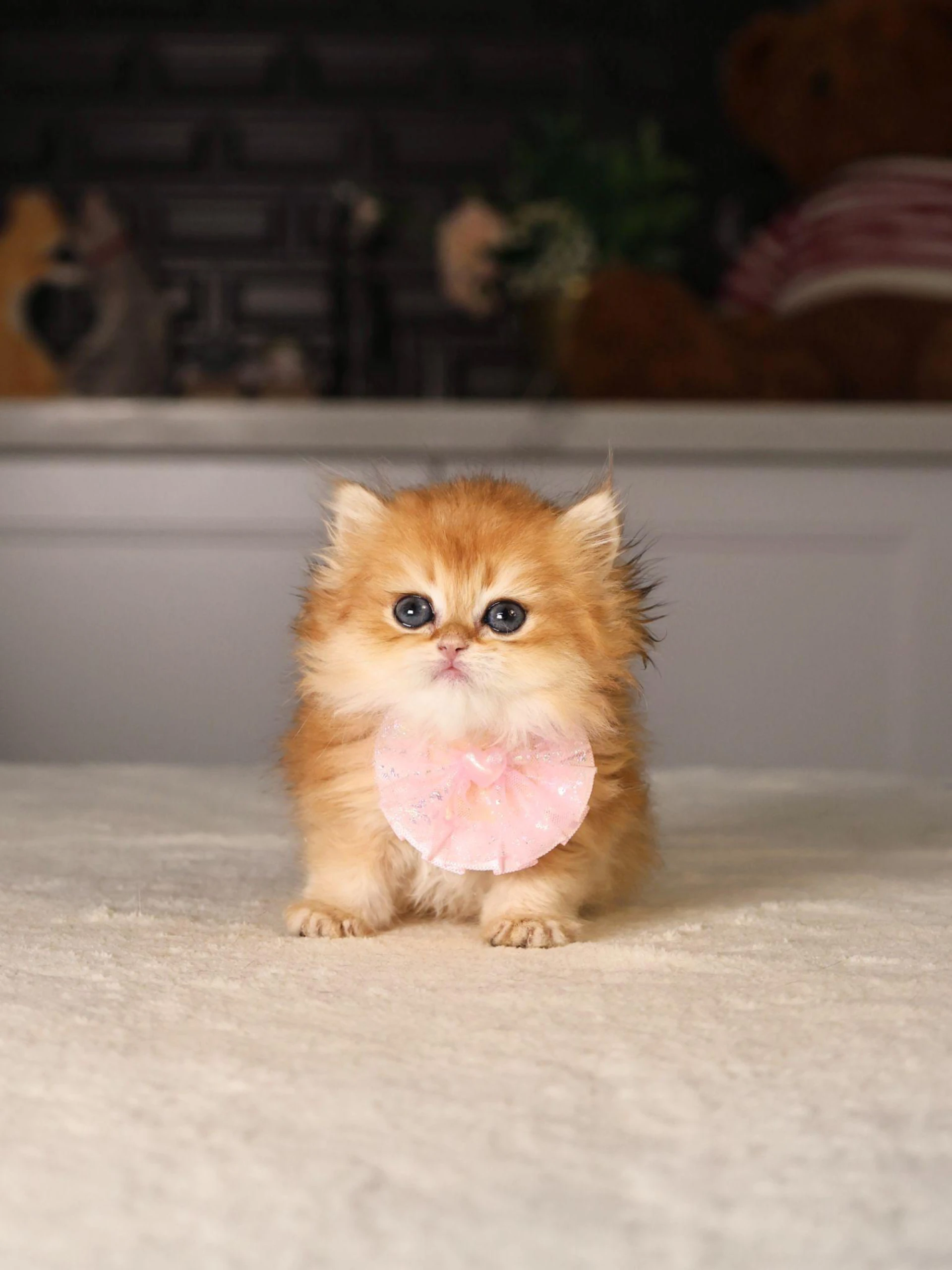 How to Choose the Right Breed for Your Lifestyle: Why British Cats Are the Loyal Companions You Didn’t Know You Needed