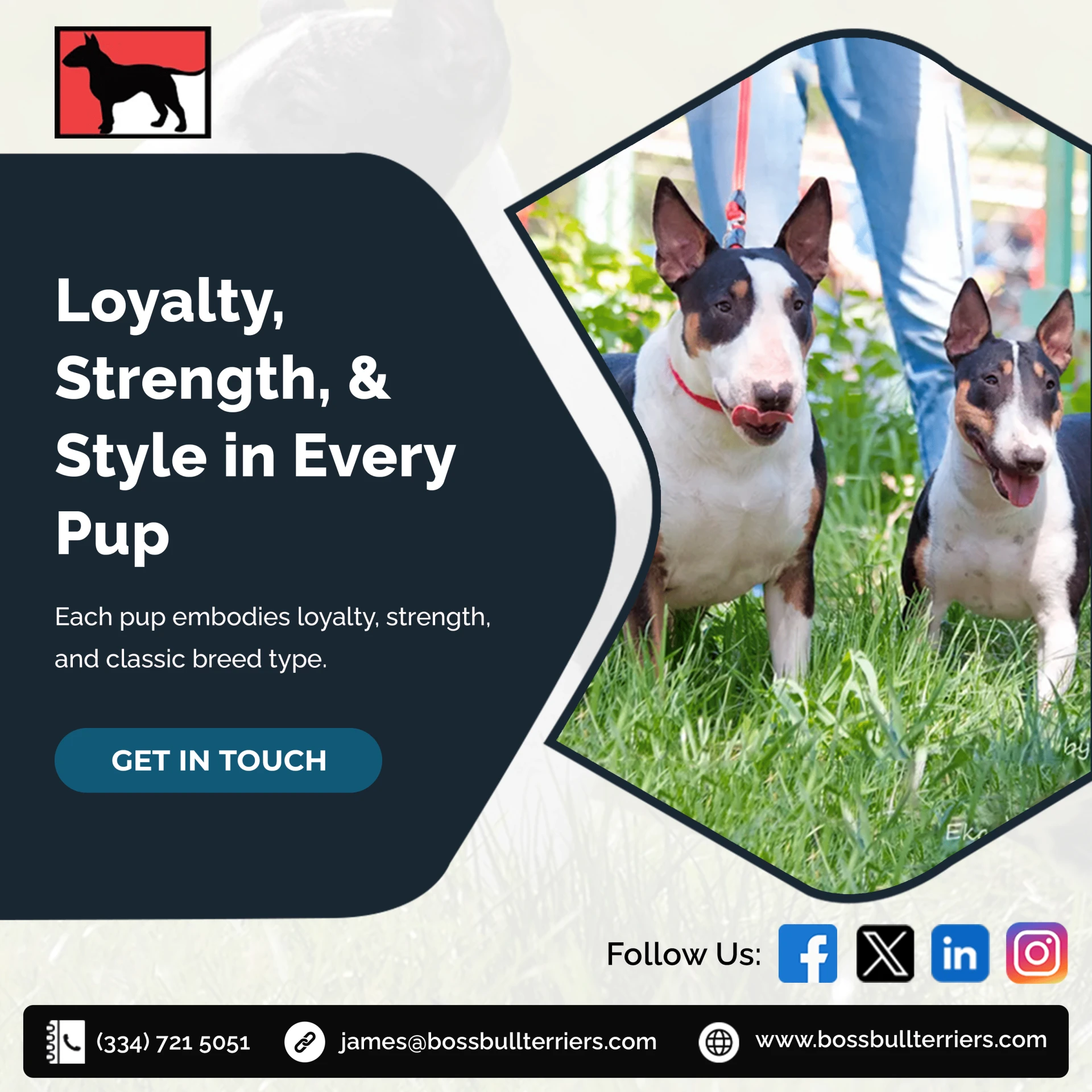 White Bull Terrier Puppies for Sale: Find Your Perfect Companion