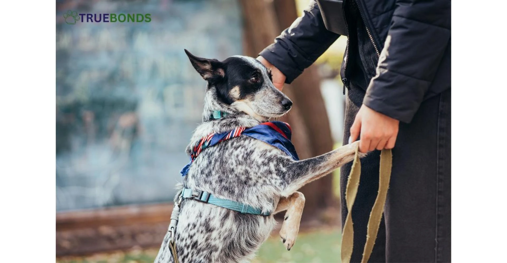 How to Get a Service Dog for Free: A Complete Guide