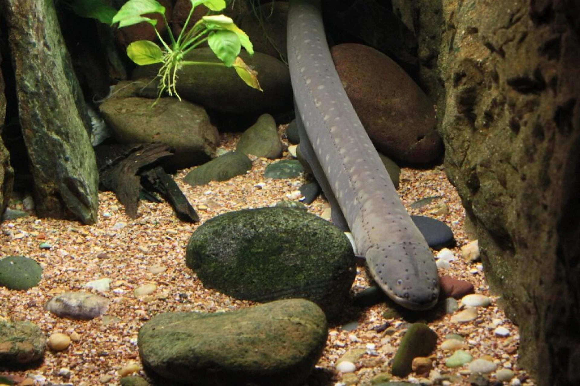 Underwater Eyes An Eels Oil Of Water
