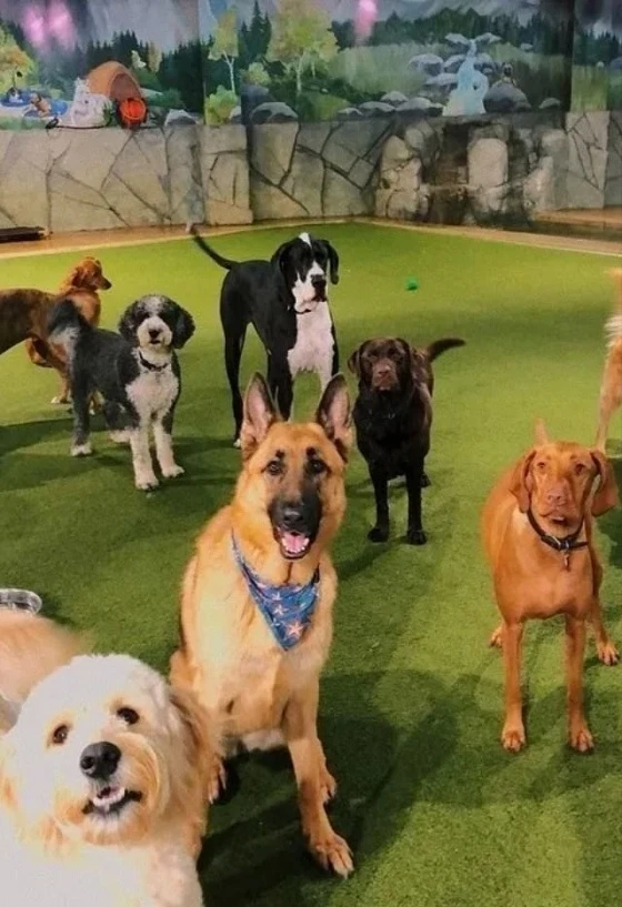 Is Your Puppy Ready for a Full Day of Supervised Social Play