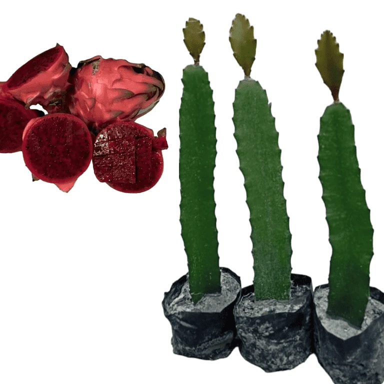 Discover the Beauty and Benefits of Fruit Plants and Haworthia with Plantshub