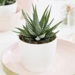 Discover the Beauty and Benefits of Fruit Plants and Haworthia with Plantshub