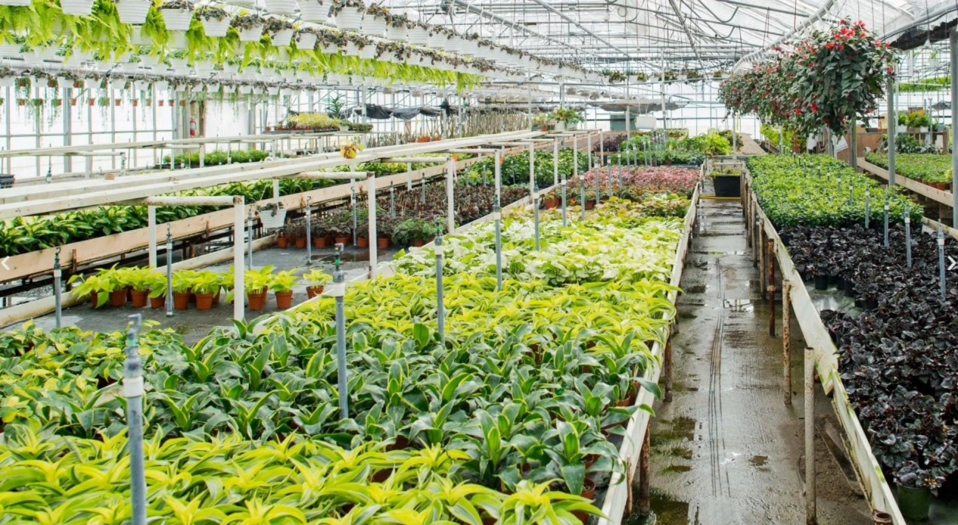 India’s Modern Farming Revolution: From Polyhouse to Premium Berries