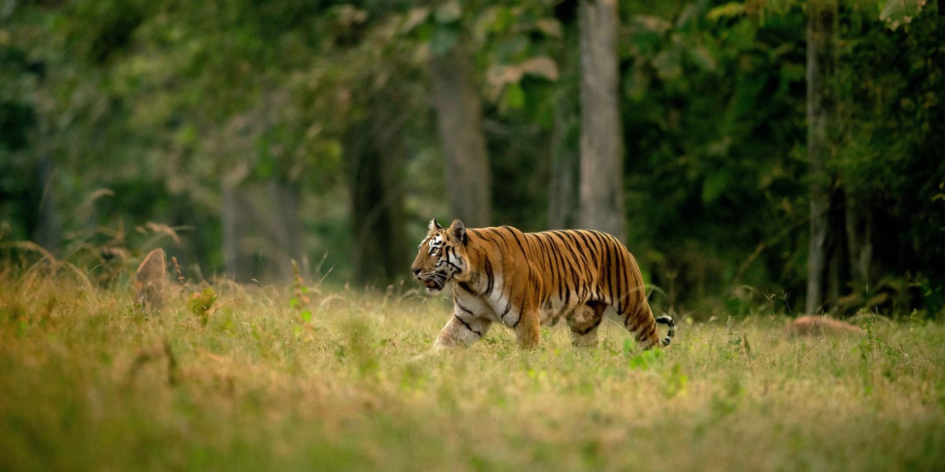 Best Wildlife Safari Parks in India