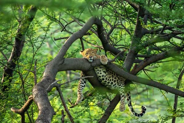 Best Wildlife Safari Parks in India