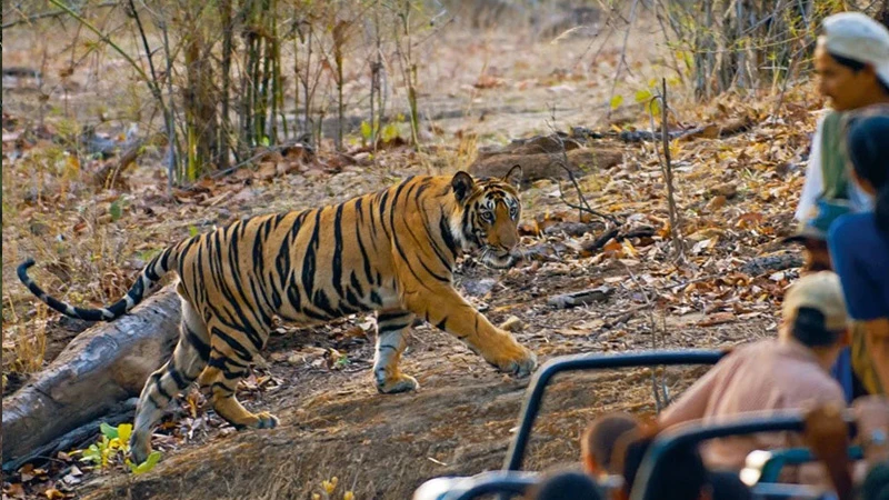 Best Wildlife Safari Parks in India
