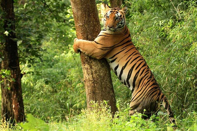 Best Wildlife Safari Parks in India