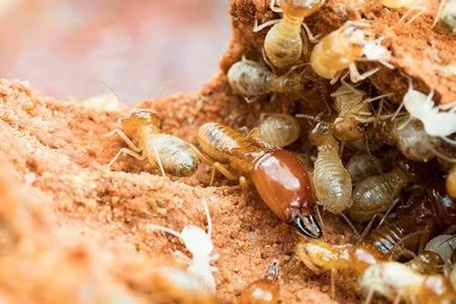 Do Termites Fly? What Swarming Termites Look Like and How to Eliminate Them