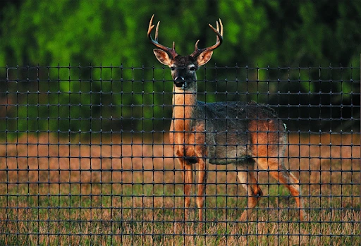 Exploring the World of Deer: Nature’s Quiet Wanderers