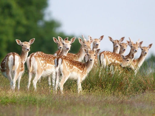 Exploring the World of Deer: Nature’s Quiet Wanderers