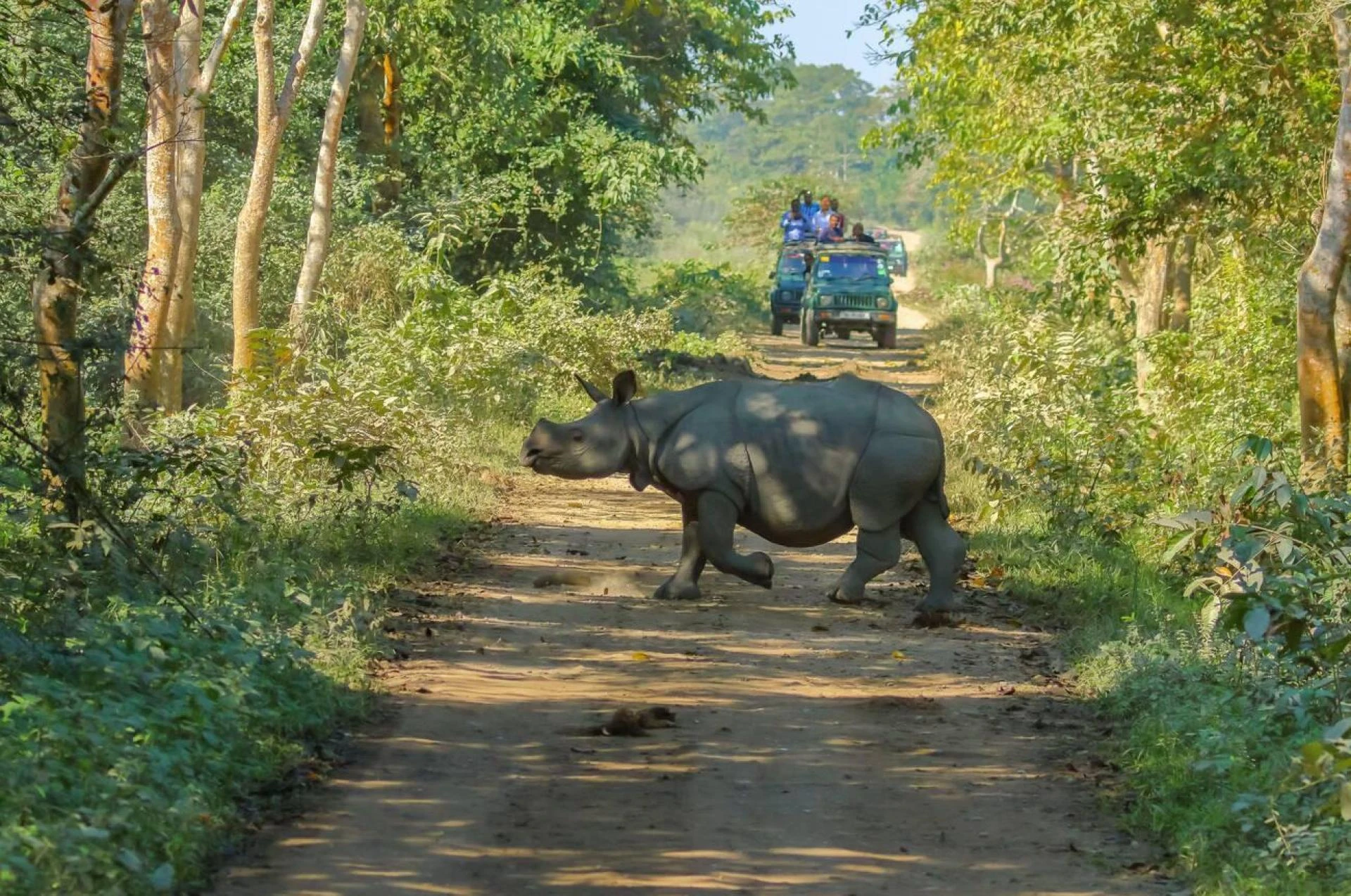 Top 10 Places for Wildlife Safaris in India