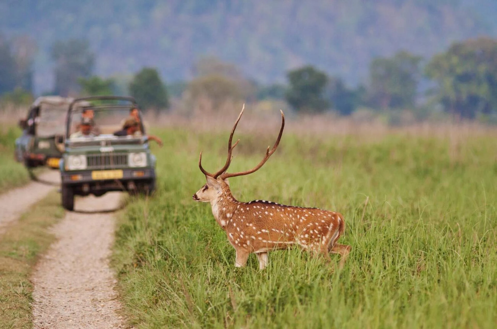 Top 10 Places for Wildlife Safaris in India